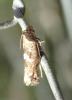Acrolepiopsis assectella